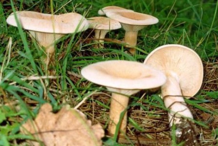    Lentinus torulosus (Panus conchatus)